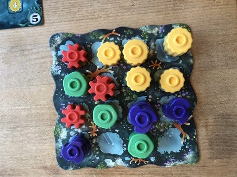 Reef - coral patterns