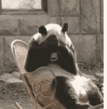 Sad Panda gif