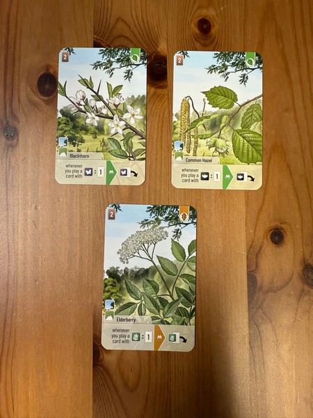 Forest Shuffle - Woodland Edge - Shrubs